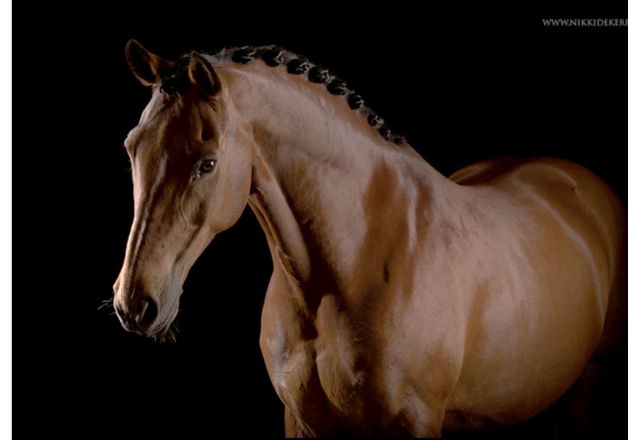 Paarden