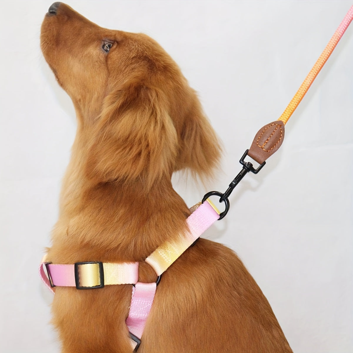 Stijlvol Hondentuig met Riem – Voor Modebewuste Honden en Eigenaren