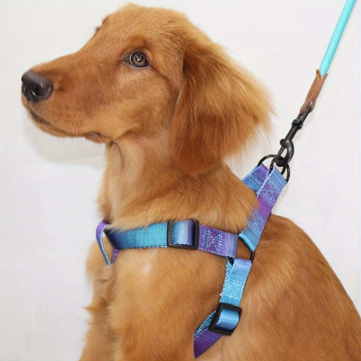 Stijlvol Hondentuig met Riem – Voor Modebewuste Honden en Eigenaren