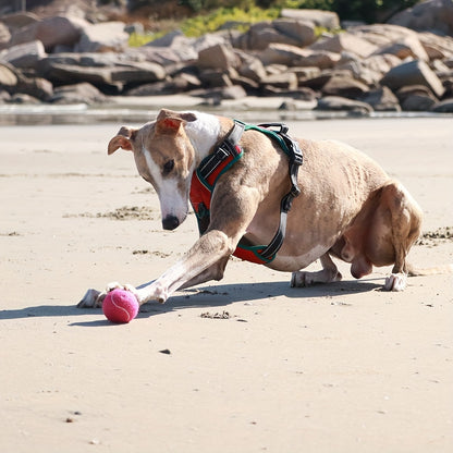 Set van 5 Tennisballen in Pastel Kleuren – Onmisbaar Speelplezier voor je Hond!
