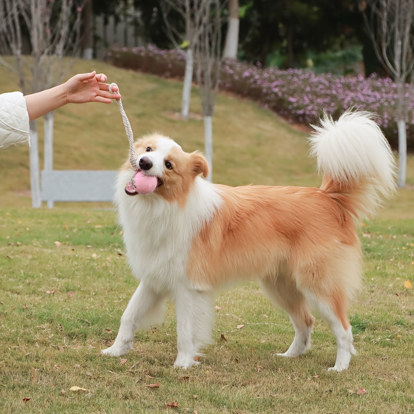 Pastel Bal met Touw – Het Speelgoed waar je Hond van Houdt!