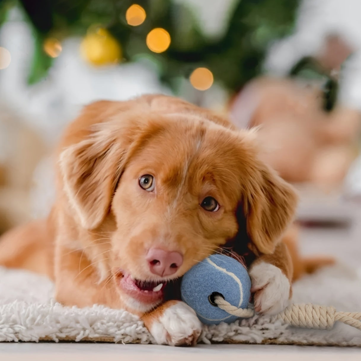 Pastel Bal met Touw – Het Speelgoed waar je Hond van Houdt!