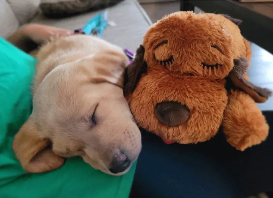 Hondenspeelgoed met Hartslag – Rustgevend en Comfortabel Gevoel voor Honden of Puppy's